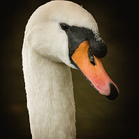 Buy canvas prints of Close Up of a Swan by Duncan Loraine