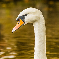 Buy canvas prints of Swan  by Duncan Loraine
