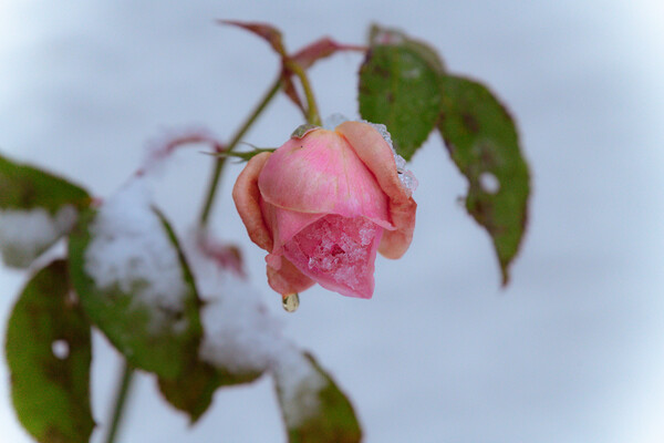 Frozen Rose Picture Board by Duncan Loraine