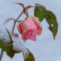 Buy canvas prints of Frozen Rose by Duncan Loraine