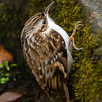 Buy canvas prints of Tree Creeper by Duncan Loraine