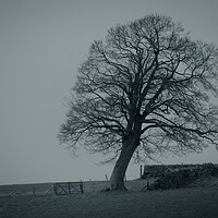 Buy canvas prints of The Old Oak Tree by Duncan Loraine