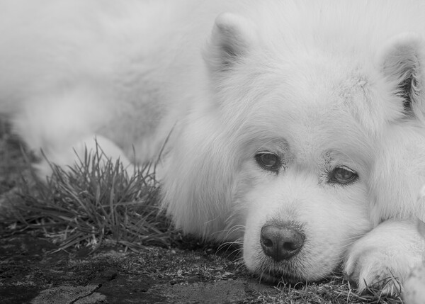 Samoyed in Black & White Picture Board by Duncan Loraine