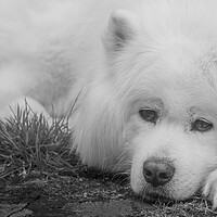 Buy canvas prints of Samoyed in Black & White by Duncan Loraine