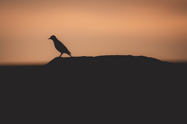 Silhouette of a Starling  Picture Board by Duncan Loraine