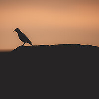 Buy canvas prints of Silhouette of a Starling  by Duncan Loraine