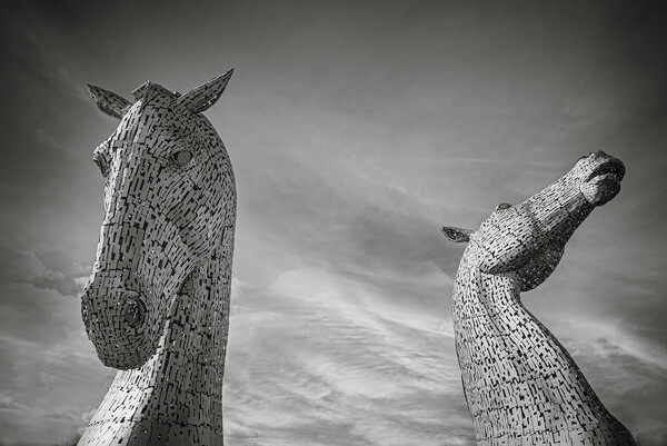 Kelpies in Black and White Picture Board by Duncan Loraine