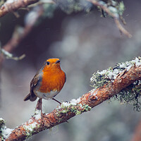 Buy canvas prints of Robin by Duncan Loraine