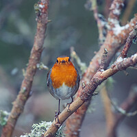 Buy canvas prints of A small bird perched on a tree branch by Duncan Loraine