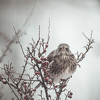Buy canvas prints of A Bird in a Berry Tree by Duncan Loraine