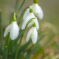 Buy canvas prints of A close up of Snowdrops by Duncan Loraine