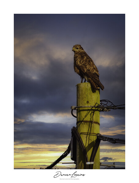 Signed Buzzard Print Picture Board by Duncan Loraine