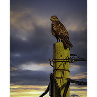 Buy canvas prints of Signed Buzzard Print by Duncan Loraine