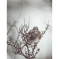 Buy canvas prints of Signed Print of Bird in Bush by Duncan Loraine