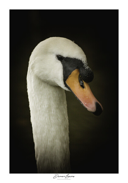Swan Signed Print Picture Board by Duncan Loraine