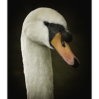 Buy canvas prints of Swan Signed Print by Duncan Loraine