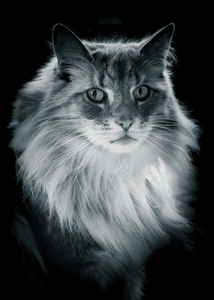 Norwegian Forrest Cat - Black & White  Picture Board by Duncan Loraine