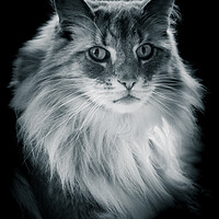 Buy canvas prints of Norwegian Forrest Cat - Black & White  by Duncan Loraine