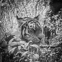 Buy canvas prints of Tiger in Black & White by Duncan Loraine