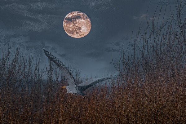 Heron in the Moonlight Picture Board by Duncan Loraine