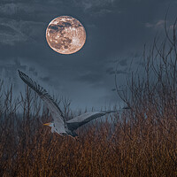 Buy canvas prints of Heron in the Moonlight by Duncan Loraine