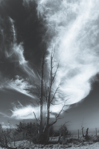 Bare tree Black and White Picture Board by Duncan Loraine