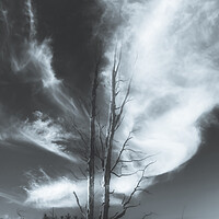 Buy canvas prints of Bare tree Black and White by Duncan Loraine