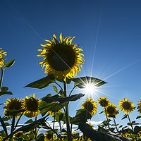 Buy canvas prints of sunflowers in summer by Sergio Delle Vedove
