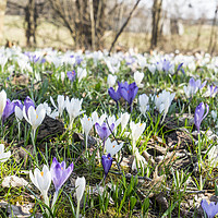 Buy canvas prints of Crocuses on the field in winter by Sergio Delle Vedove