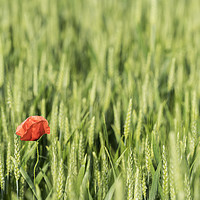 Buy canvas prints of A poppy in the field by Sergio Delle Vedove