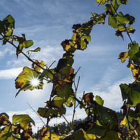 Buy canvas prints of The vineyard in autumn by Sergio Delle Vedove