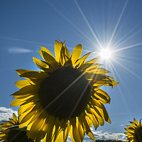 Buy canvas prints of sunflowers in summer by Sergio Delle Vedove
