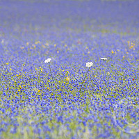 Buy canvas prints of blue flowers by Sergio Delle Vedove