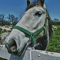 Buy canvas prints of White Lipizan horse by Sergio Delle Vedove