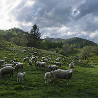 Buy canvas prints of Sheep on the range by Sergio Delle Vedove