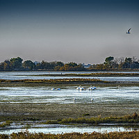 Buy canvas prints of The lagoon in Camargue park by Sergio Delle Vedove