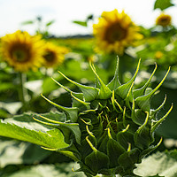 Buy canvas prints of Sunflowers by Sergio Delle Vedove