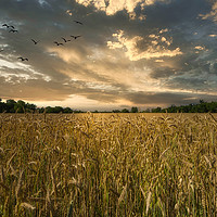 Buy canvas prints of A barley cultivation field by Sergio Delle Vedove