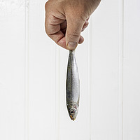 Buy canvas prints of a hand held a sardine by Sergio Delle Vedove