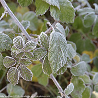 Buy canvas prints of Frost on the leaves by Sergio Delle Vedove
