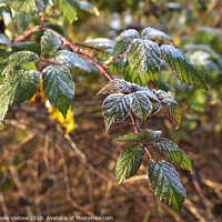 Buy canvas prints of Frost on the leaves by Sergio Delle Vedove