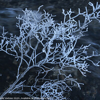 Buy canvas prints of  frost covered shrub by Sergio Delle Vedove