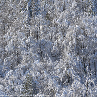 Buy canvas prints of forest in winter by Sergio Delle Vedove