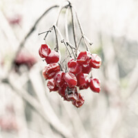 Buy canvas prints of Red berries by Sergio Delle Vedove