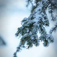 Buy canvas prints of pine branches with snow by Sergio Delle Vedove