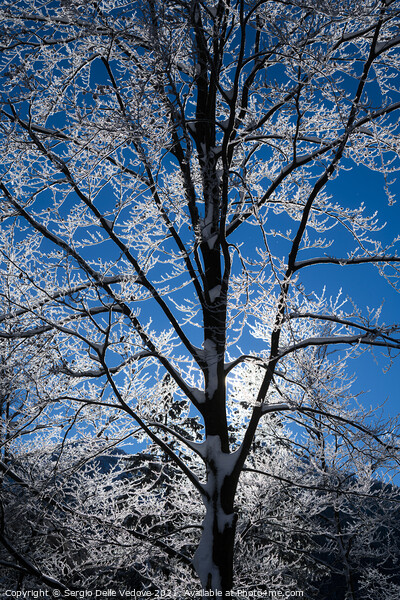 branches of snow-covered trees Canvas Print by Sergio Delle Vedove