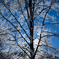Buy canvas prints of branches of snow-covered trees by Sergio Delle Vedove