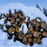 Buy canvas prints of wooden logs by Sergio Delle Vedove