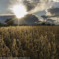 Buy canvas prints of field at sunset by Sergio Delle Vedove