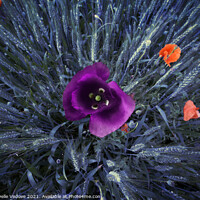 Buy canvas prints of Colored poppies by Sergio Delle Vedove
